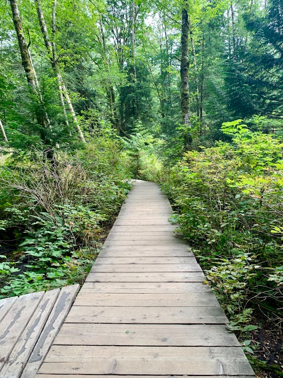 Free stock photo of canada, forest, hiking