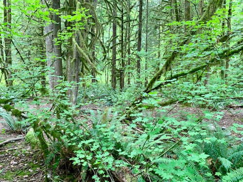 Free stock photo of canada, fern, hiking