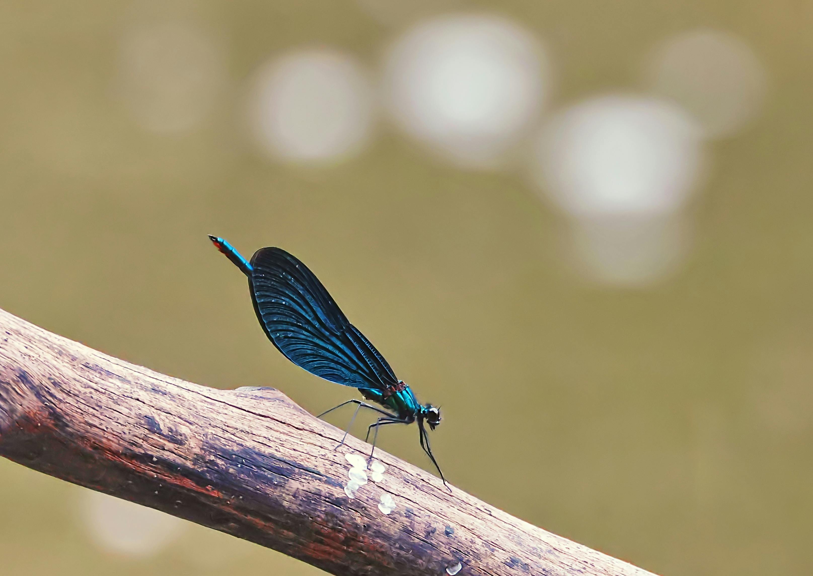 Lumba-lumba Tanpa Sirip Viral di Media Sosial Bukan Pesut Mahakam