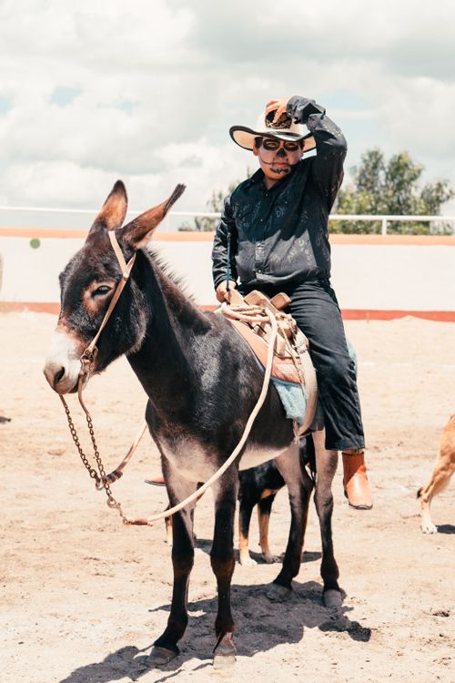 Free A man rides a donkey in a sunny outdoor arena, exuding rural charm and leisure. Stock Photo