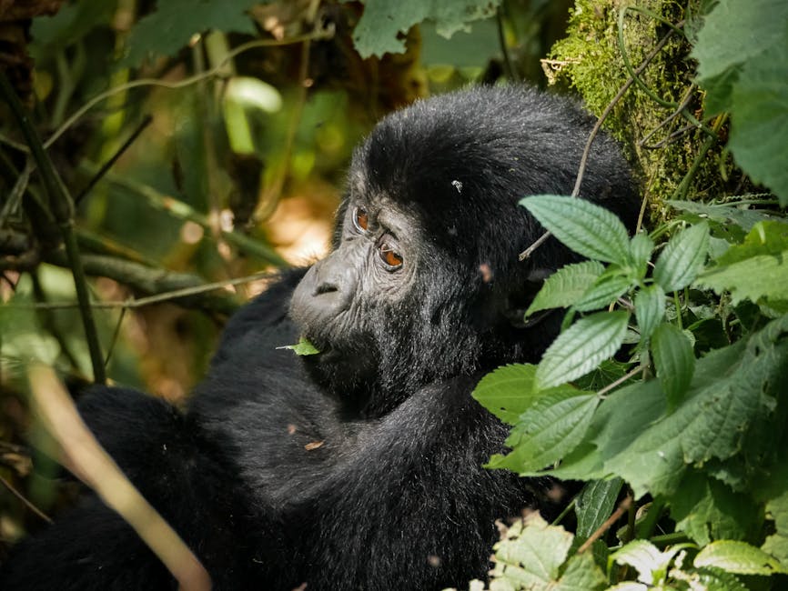 mountain gorillas in bwindi - off the beaten track holidays mountain gorillas in bwindi - off the beaten track holidays