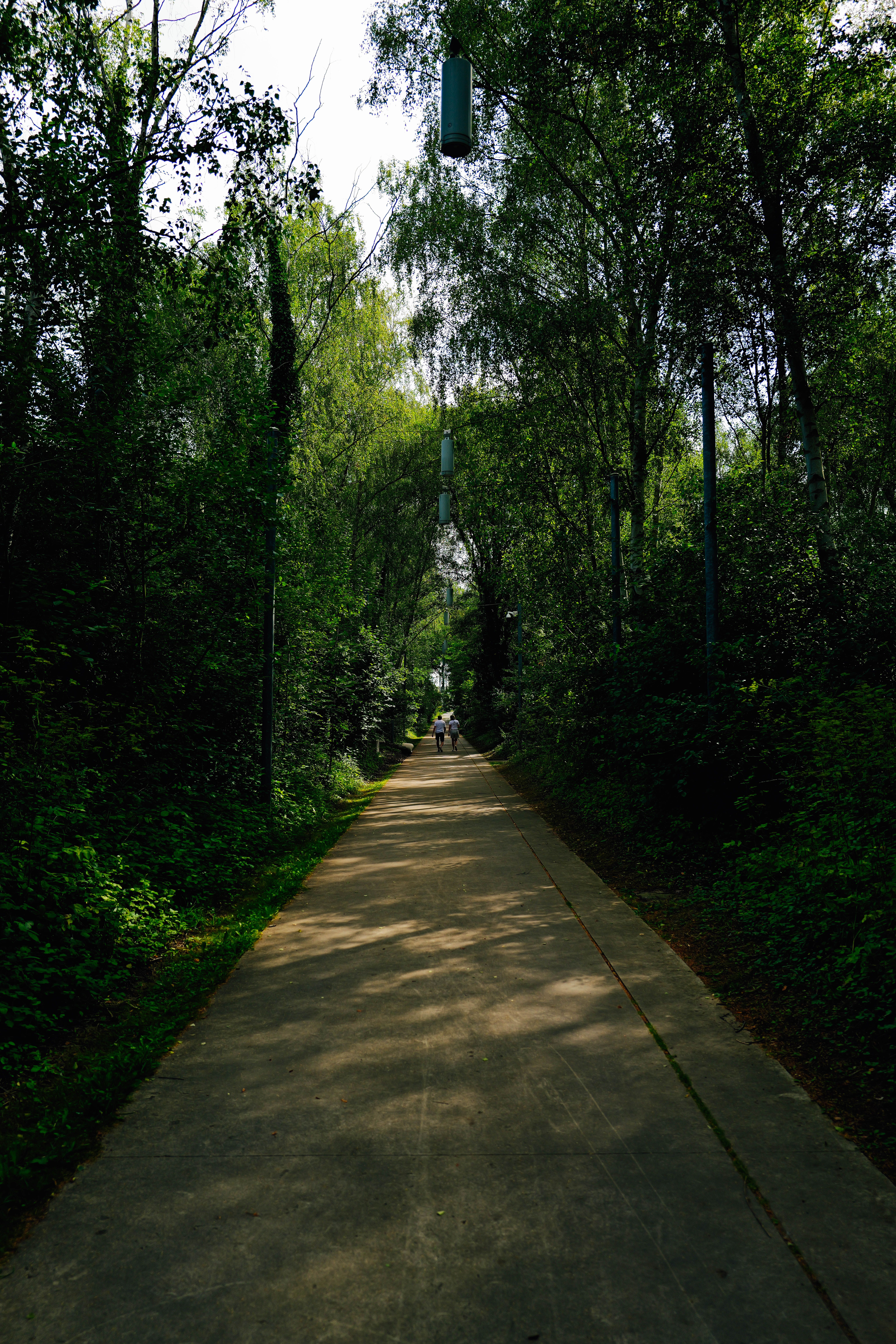 A path through the woods with a blue bird hanging from a pole · Free ...