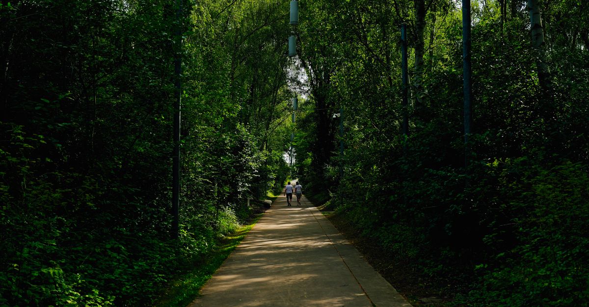 Hanging Path A path through the woods with a blue bird hanging from a pole · Free ...