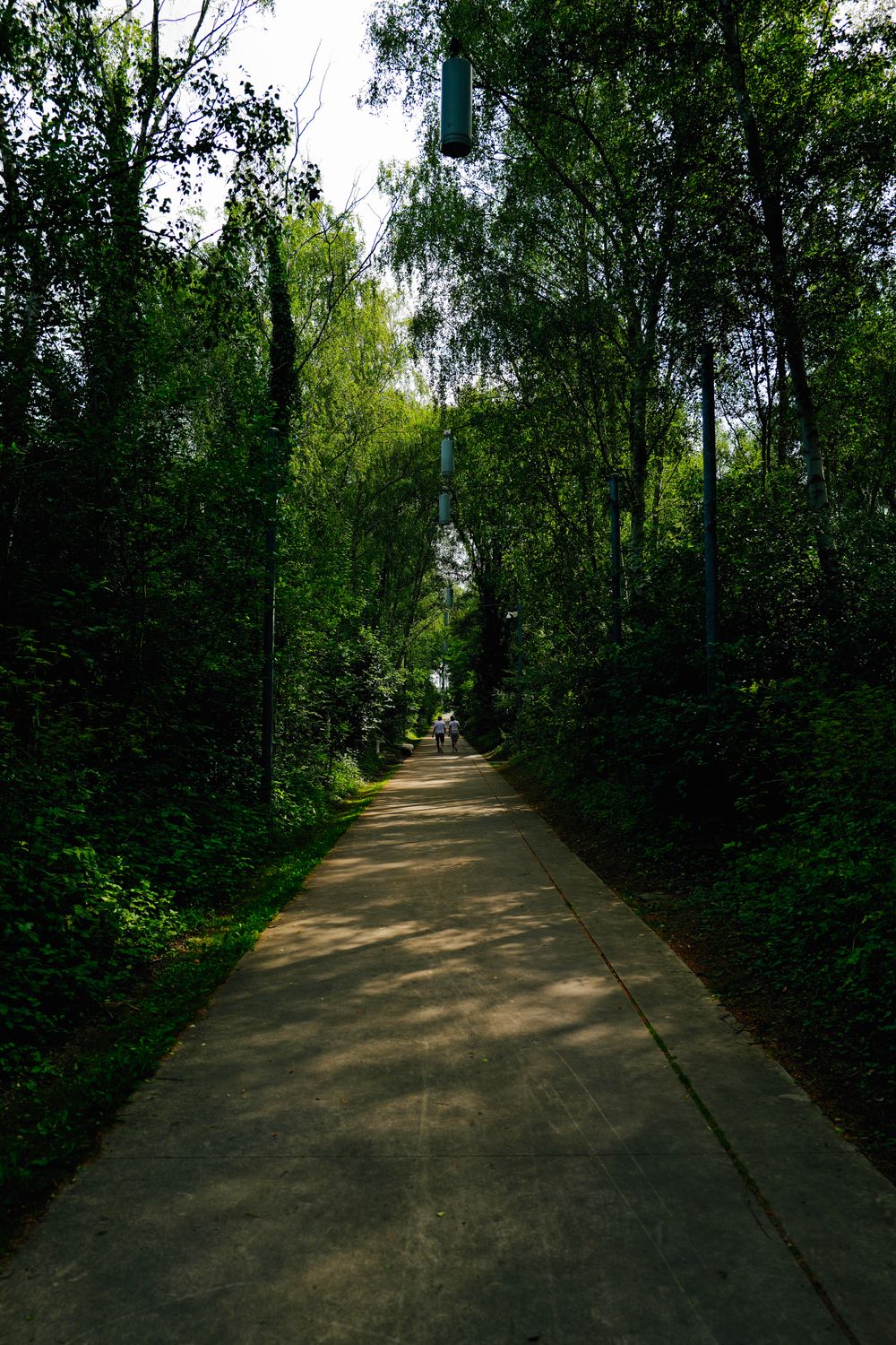 A path through the woods with a blue bird hanging from a pole · Free ...