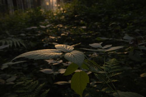 Free Detailed view of leaves illuminated by sunlight in a dense forest. Stock Photo