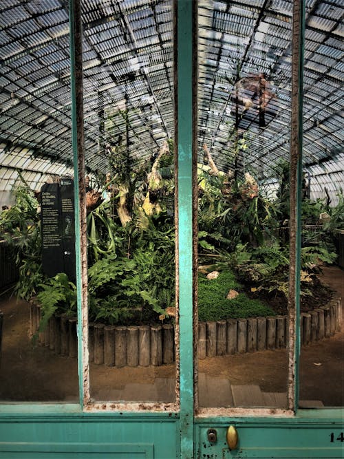 Green-leafed Plants Inside Green House
