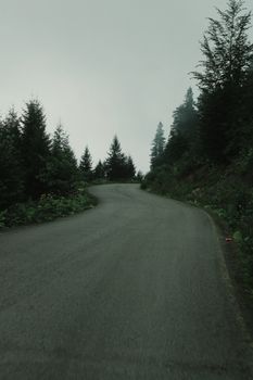 A winding road through a misty forest with tall evergreen trees engulfed in fog, creating a serene landscape.