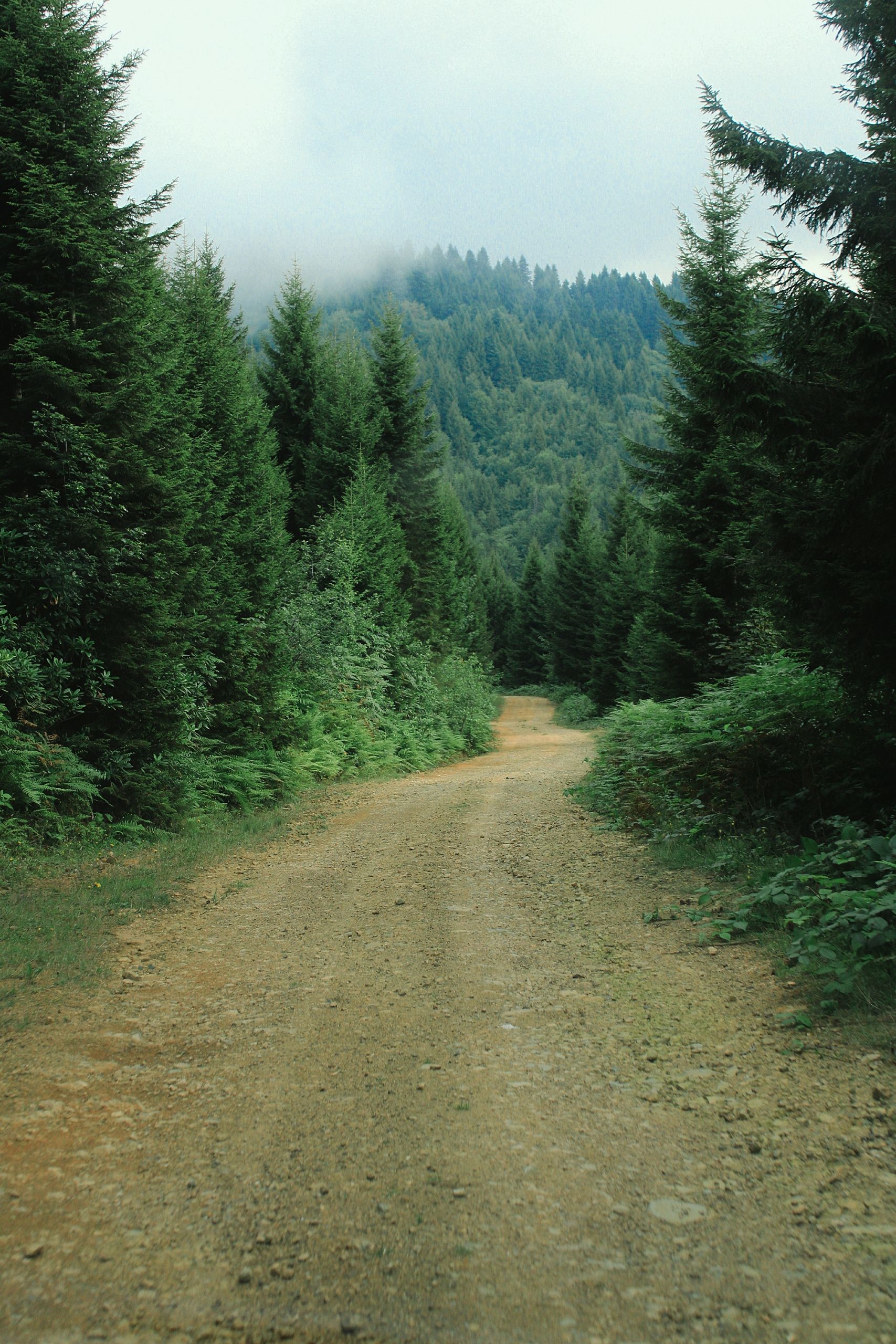 A dirt road in the woods with trees · Free Stock Photo