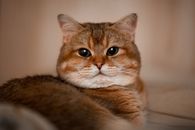 一只虎斑猫在室内看着镜头，特写肖像十分迷人