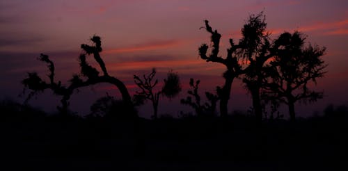 Free stock photo of beautiful sunset, black, clouds