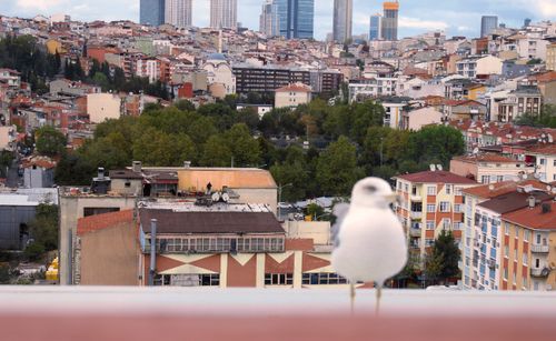 Free Martı Stock Photo