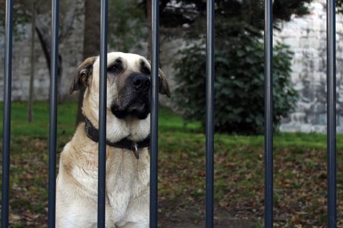Free Mahküm Stock Photo