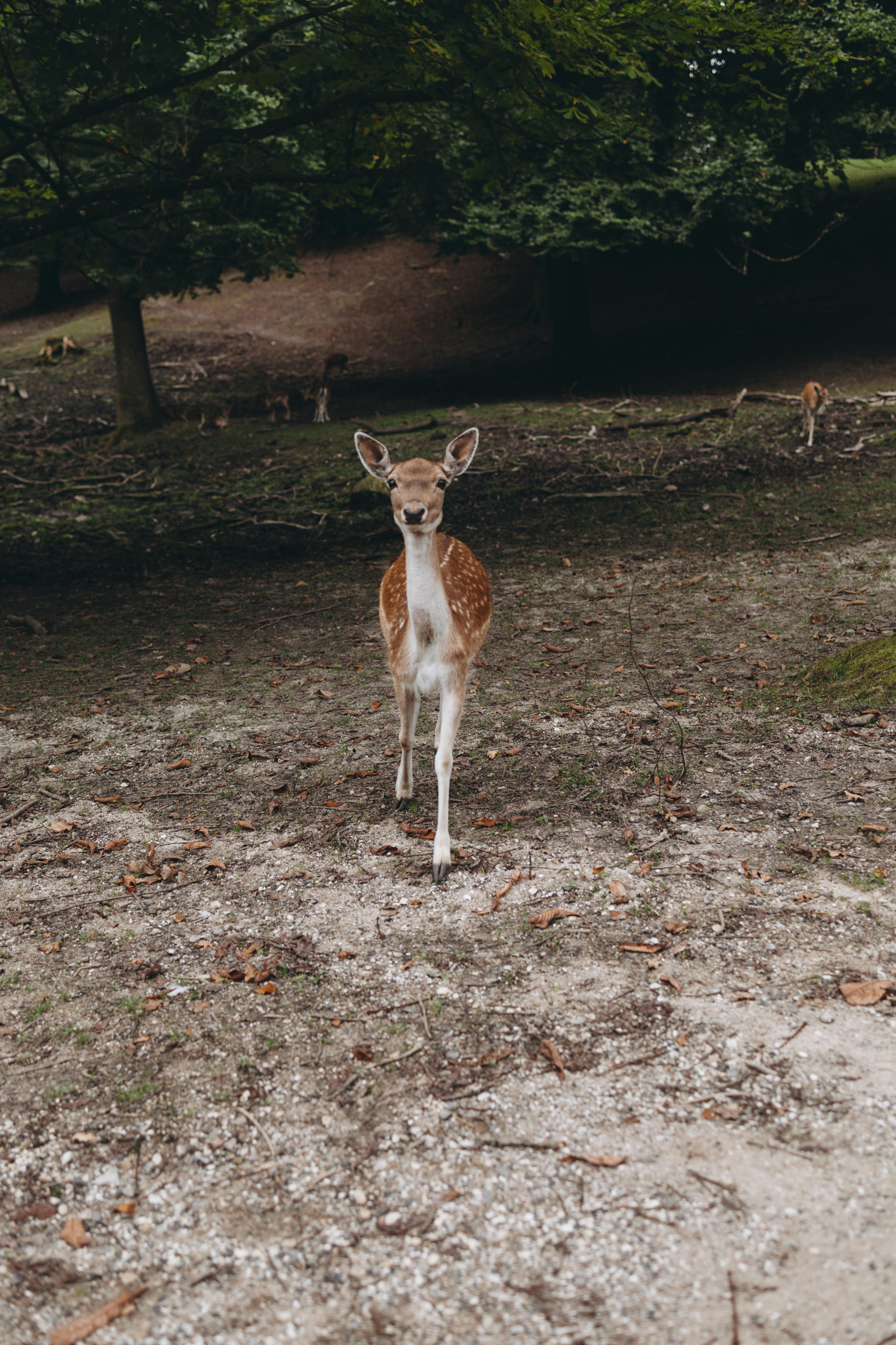 grátis Foto profissional grátis de adular, ambiente florestal, andar de veado Foto profissional
