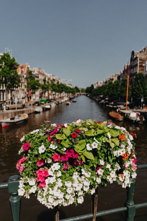 Free Scenic view of Amsterdam canal with colorful flowers and houseboats on a sunny day. Stock Photo