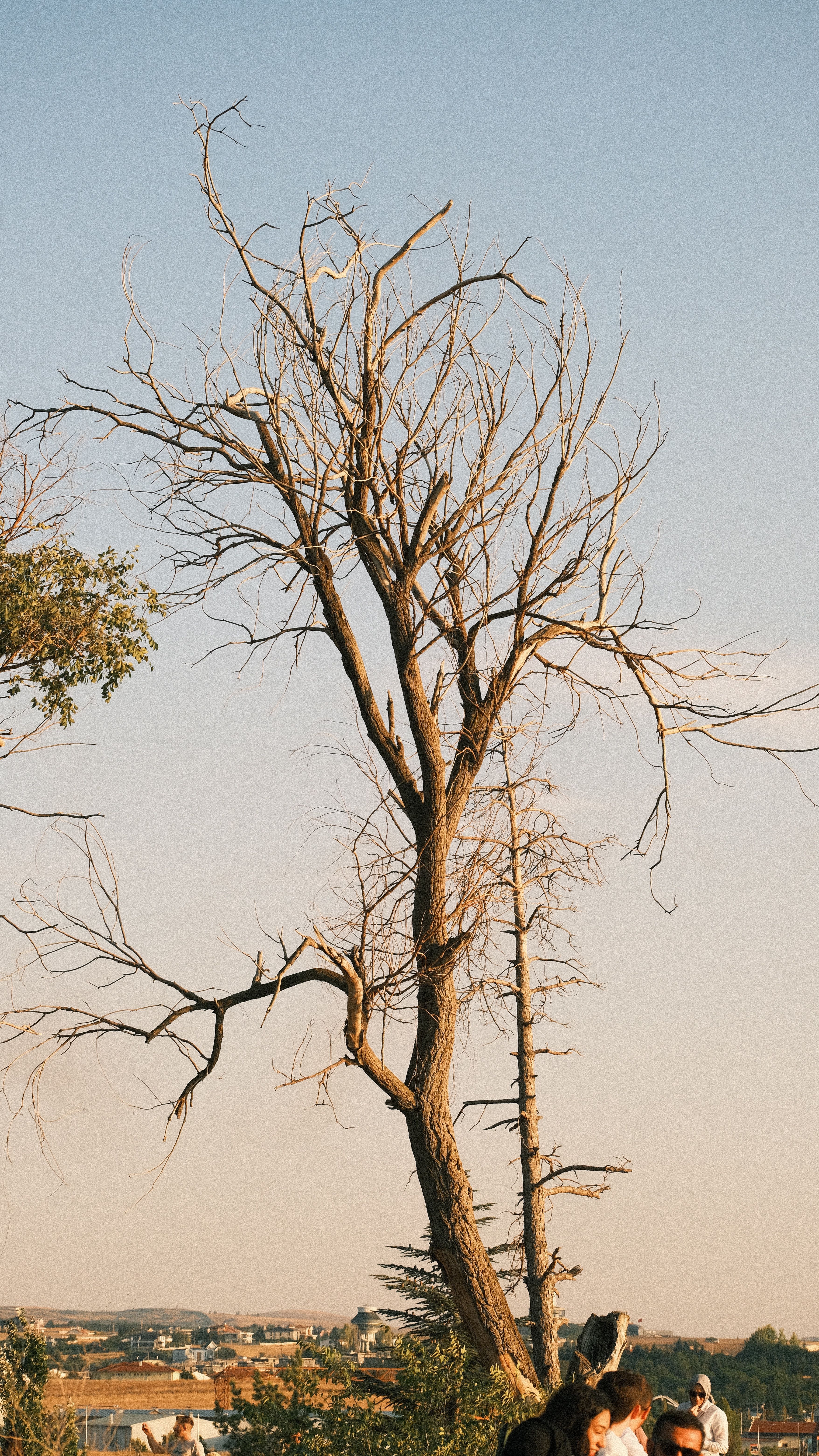 A bride and groom are standing in front of a tree · Free Stock Photo