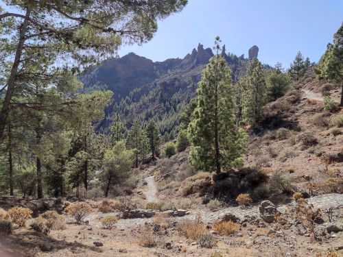 Free Explore the scenic trail in Gran Canaria, surrounded by pine trees and rocky landscapes. Stock Photo