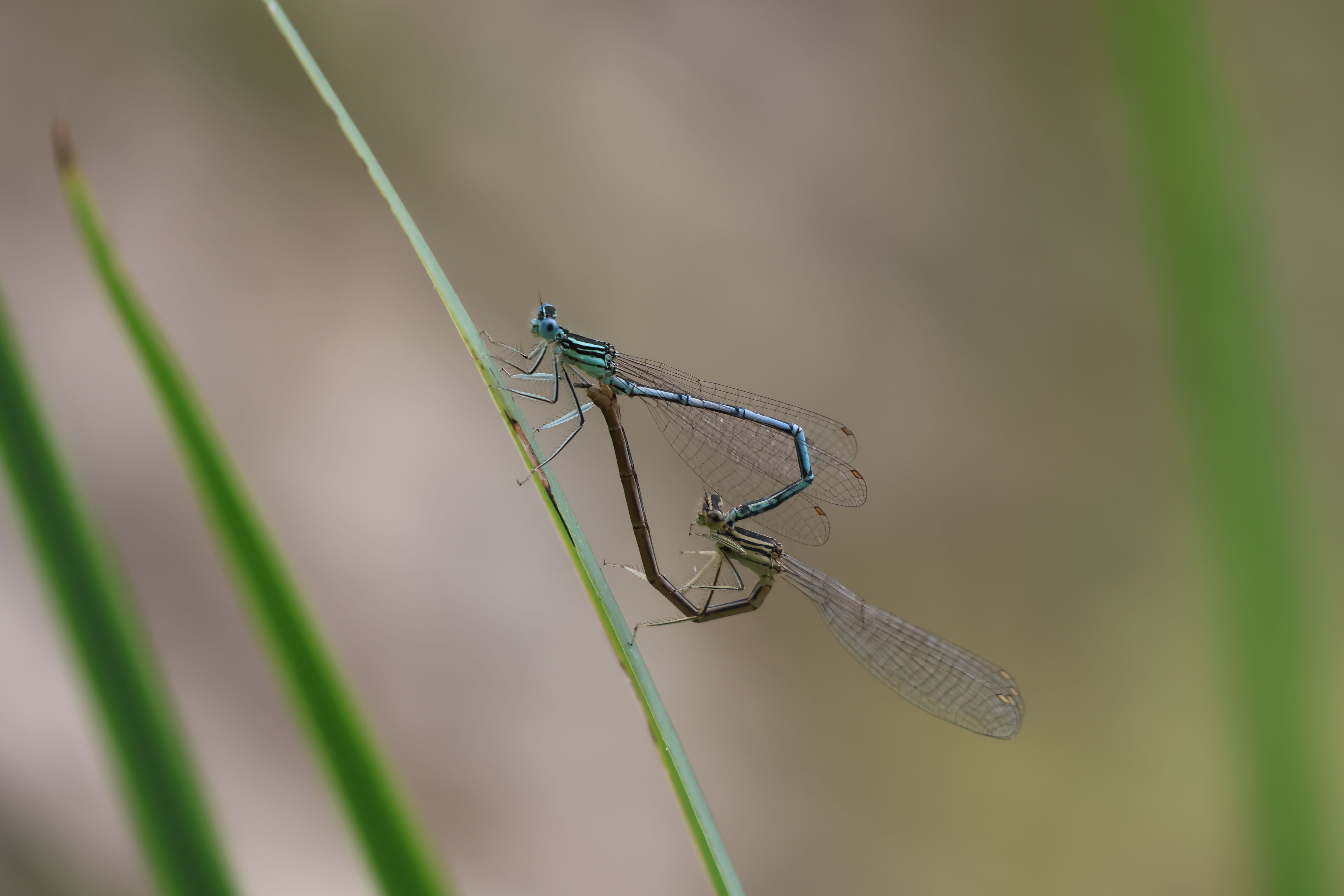 Two blue dragonflies are sitting on top of a blade of grass · Free ...