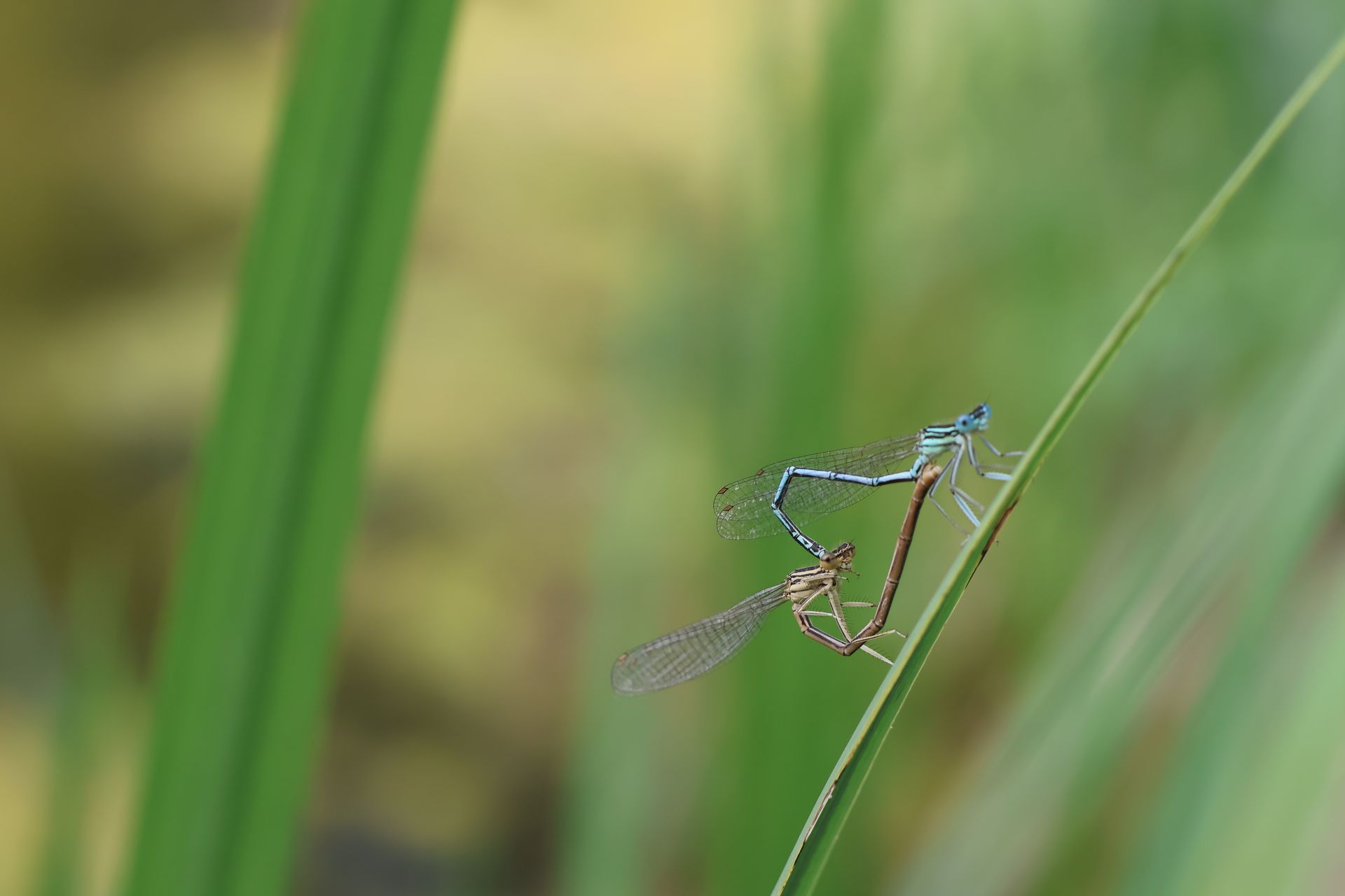 Insects on a Grass