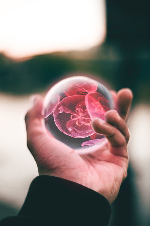 Free Person Holding Clear and Red Floral Ball Stock Photo