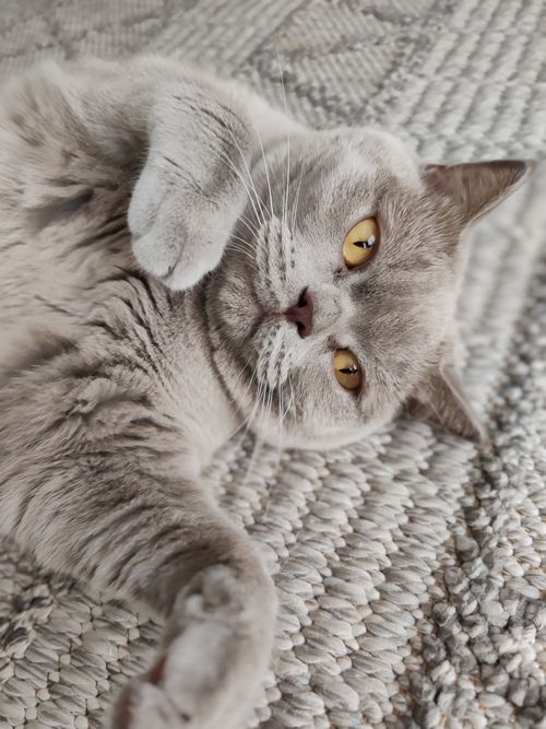 Free Cute grey British Shorthair cat lounging on a cozy patterned blanket, displaying its golden eyes. Stock Photo