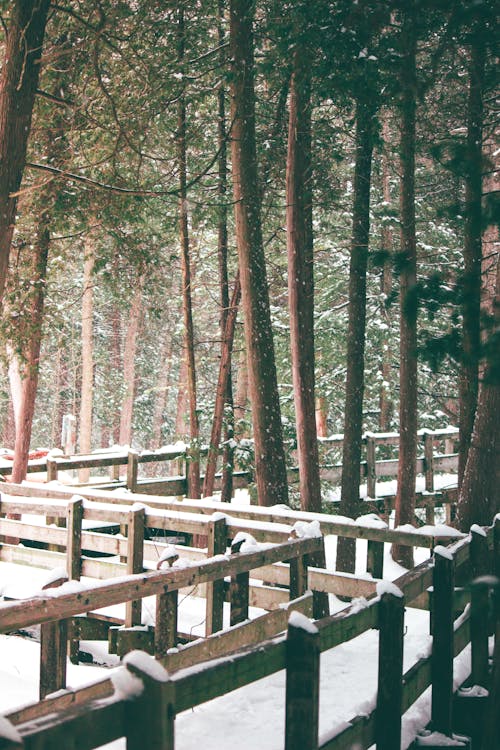 Imagine de stoc gratuită din arbori, călătorie, Canada