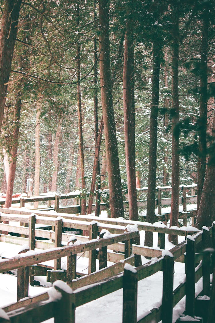 Conifer Trees In The Woods In Winter