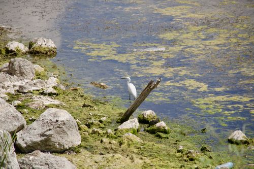 Free A lone egret stands by a rocky lake's edge on a sunny summer day. Stock Photo