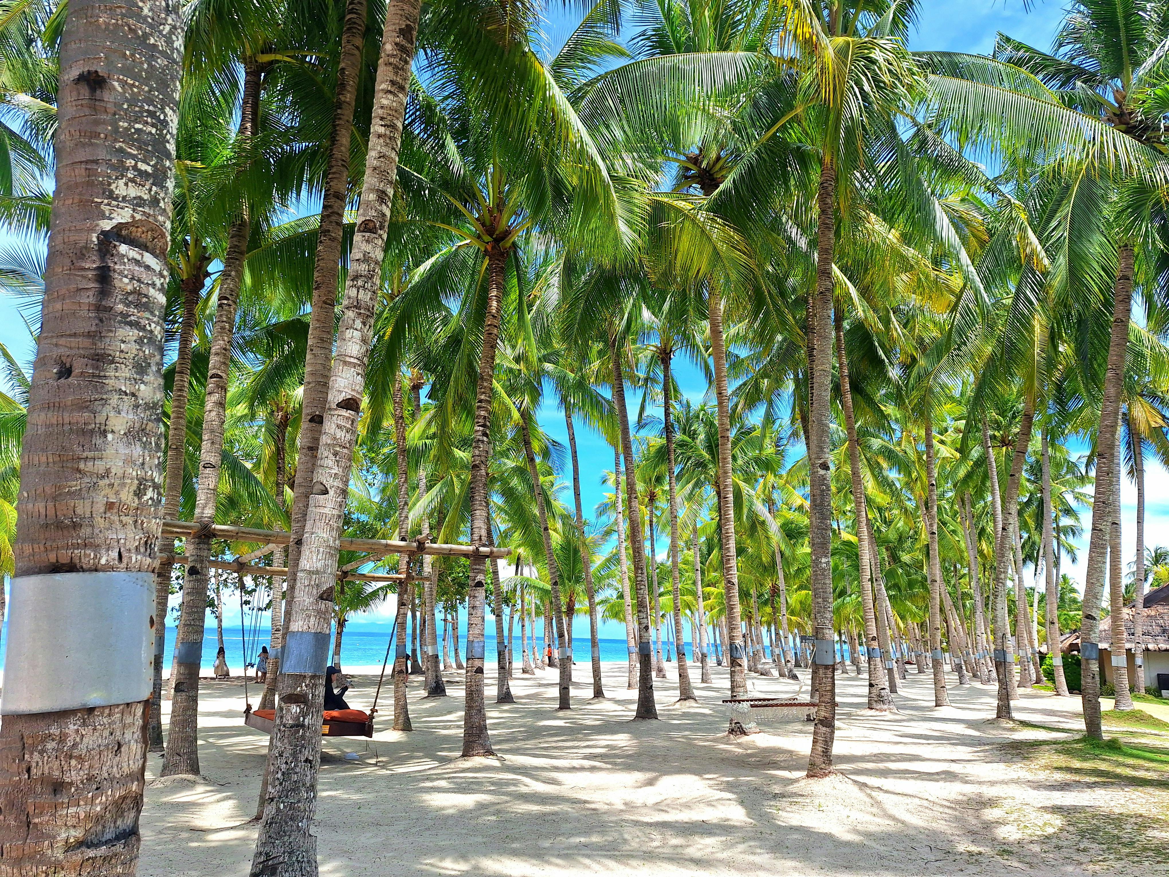 a beach with palm trees and benches