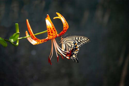 免费 花上的黑白蝴蝶的选择性聚焦摄影 素材图片