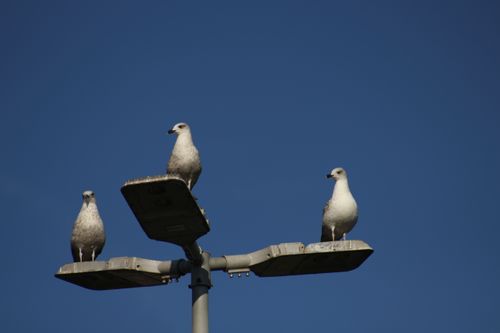 Free Martılar Stock Photo