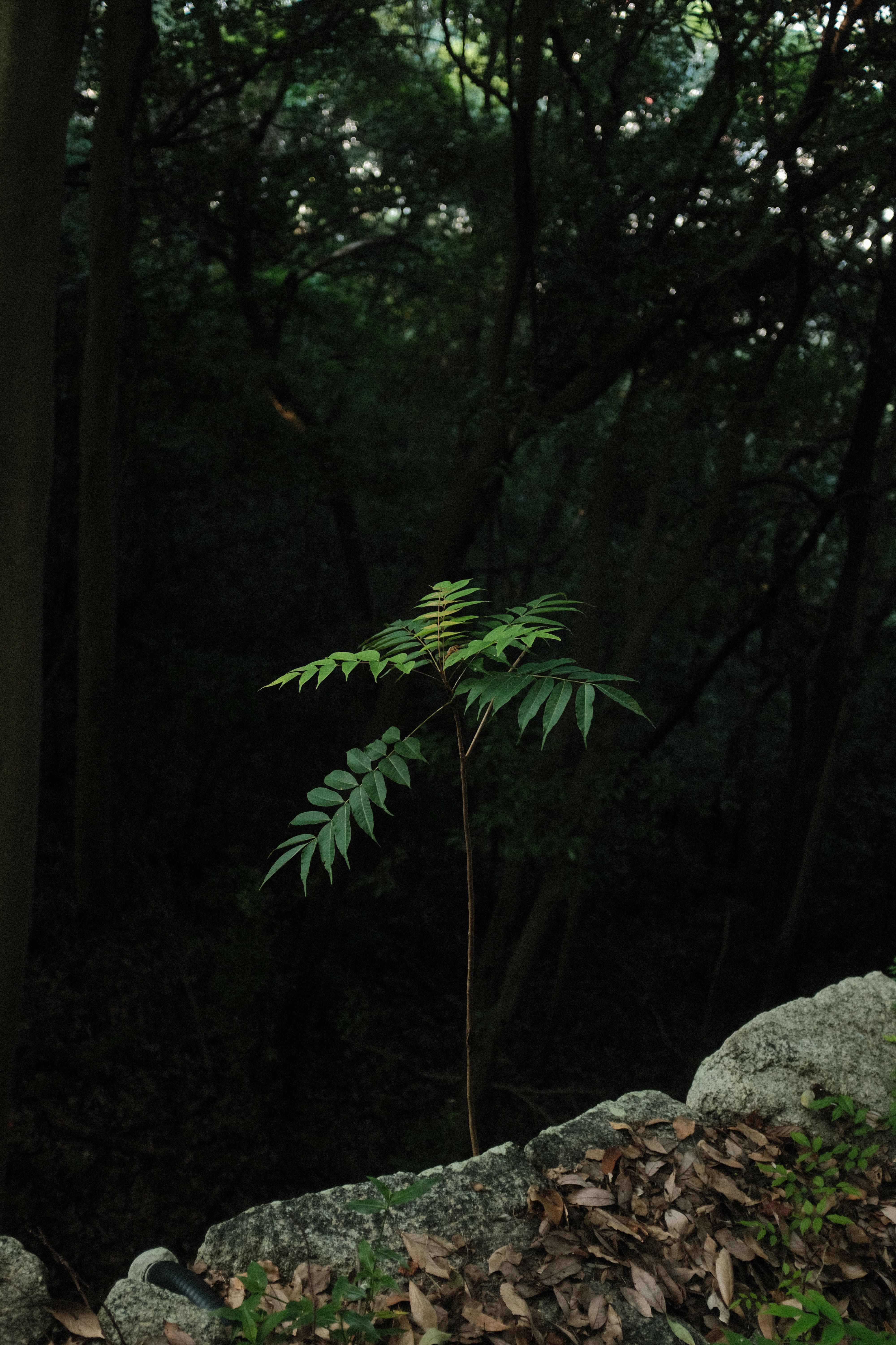A lone sapling stands resilient in a lush, dense forest.