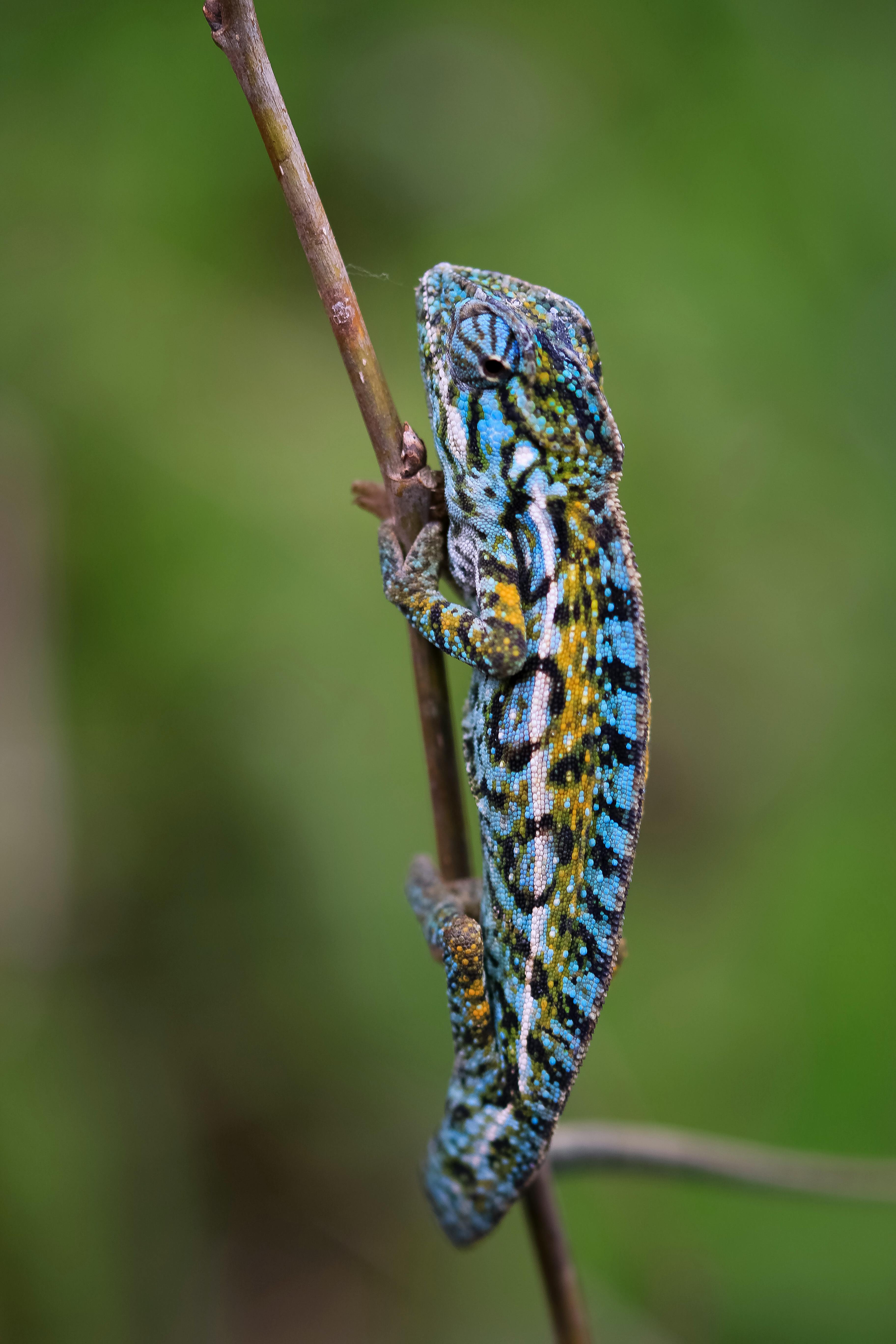 Kostenloses Foto zum Thema chamaeleon, chamäleon, madagaskar