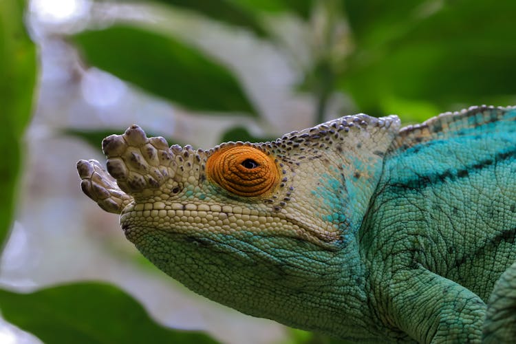 Selective Focus Close-up Photo Of Chameleon Head