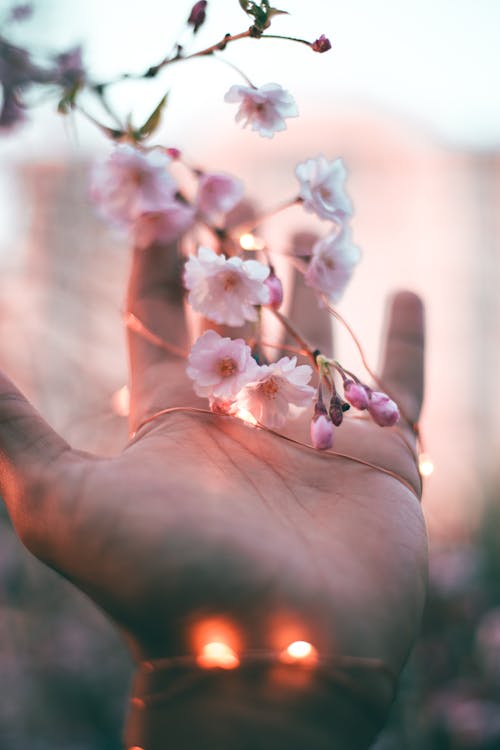 Flor De Pétalo Rosa