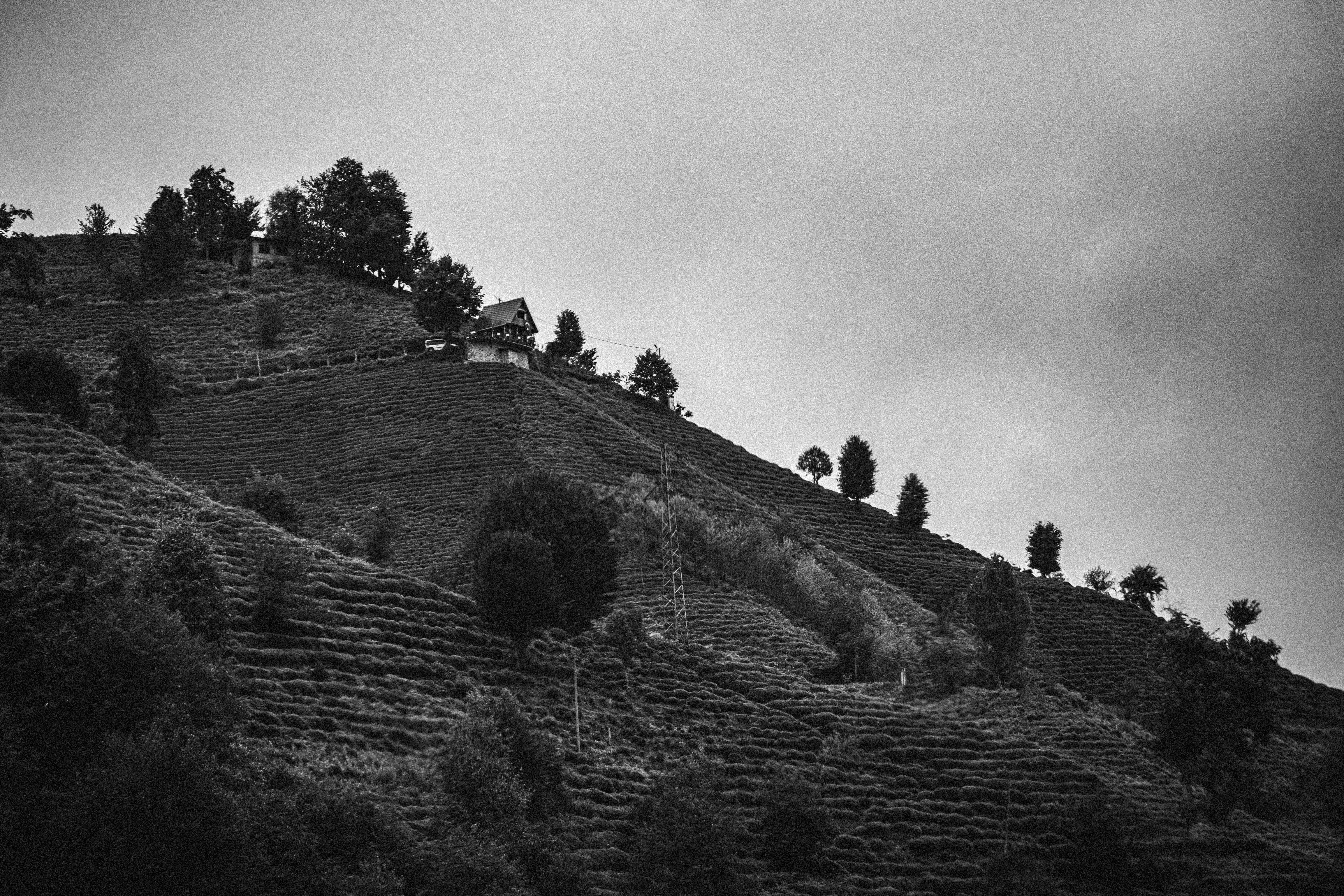 Black and white photo of a hill with trees · Free Stock Photo