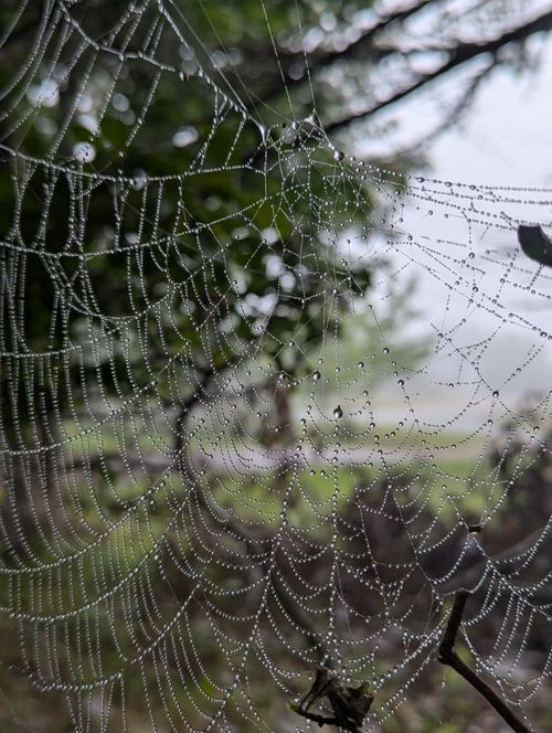 Free A detailed view of a dew-covered spiderweb in a misty forest setting, capturing early morning tranquility. Stock Photo