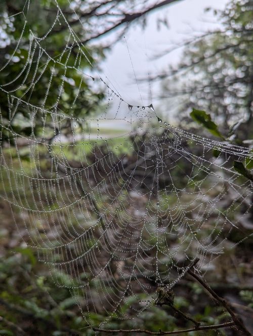 Free Close-up of a spiderweb covered in dew in a misty forest near Truro, Canada. Stock Photo