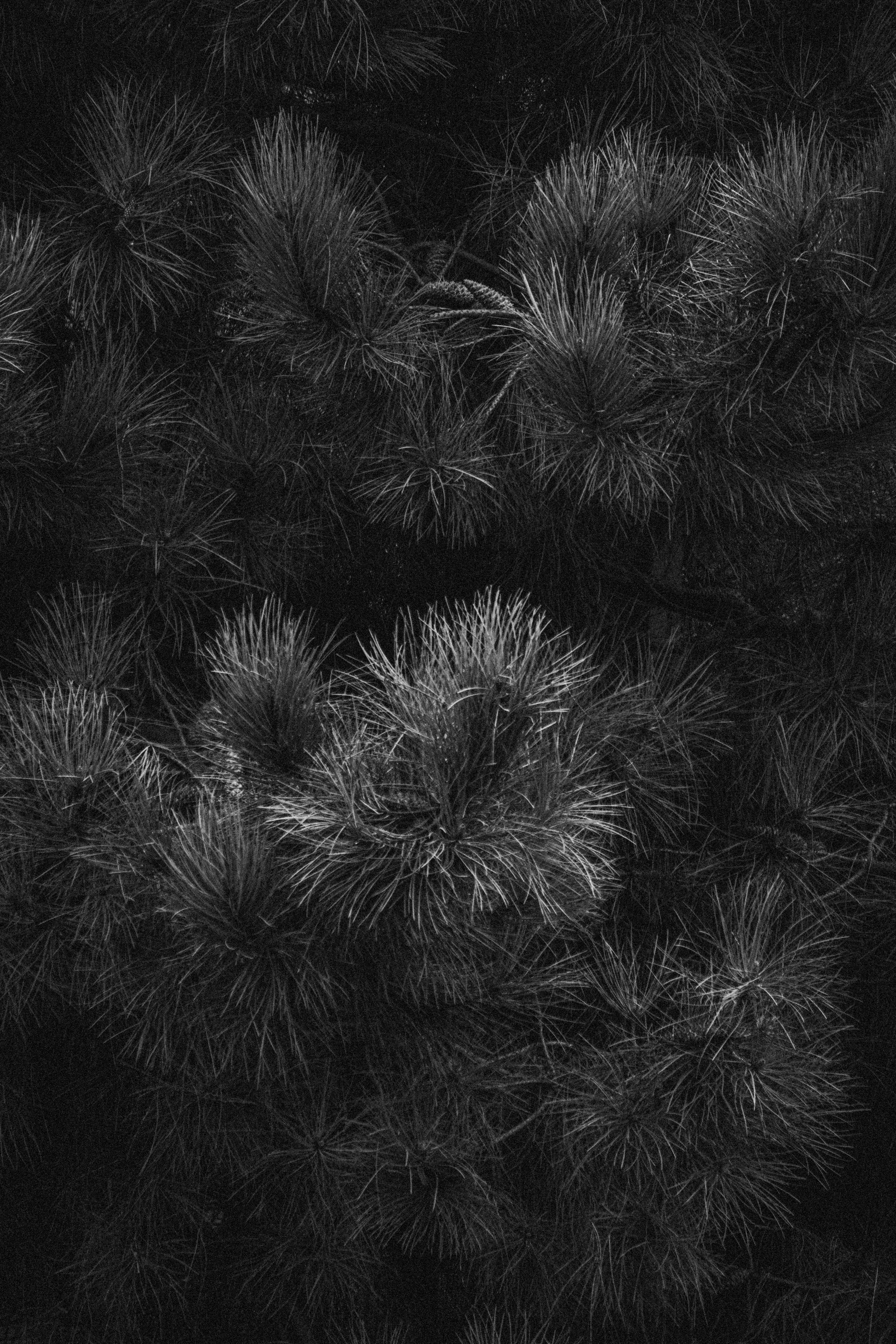 Black and white photograph of pine trees · Free Stock Photo