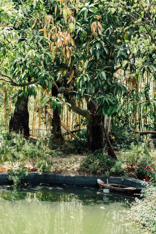 Free Serene tropical garden featuring lush trees and a tranquil pond reflecting greenery. Stock Photo