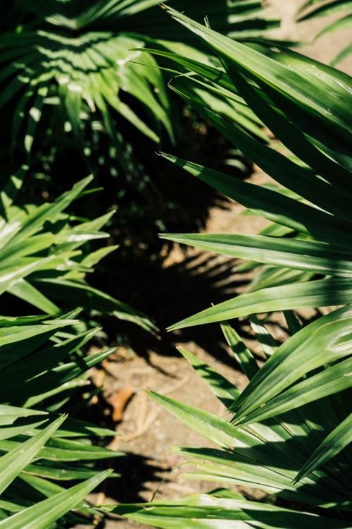 Free Vibrant tropical leaves casting intricate shadows in the sun, creating an exotic garden view. Stock Photo