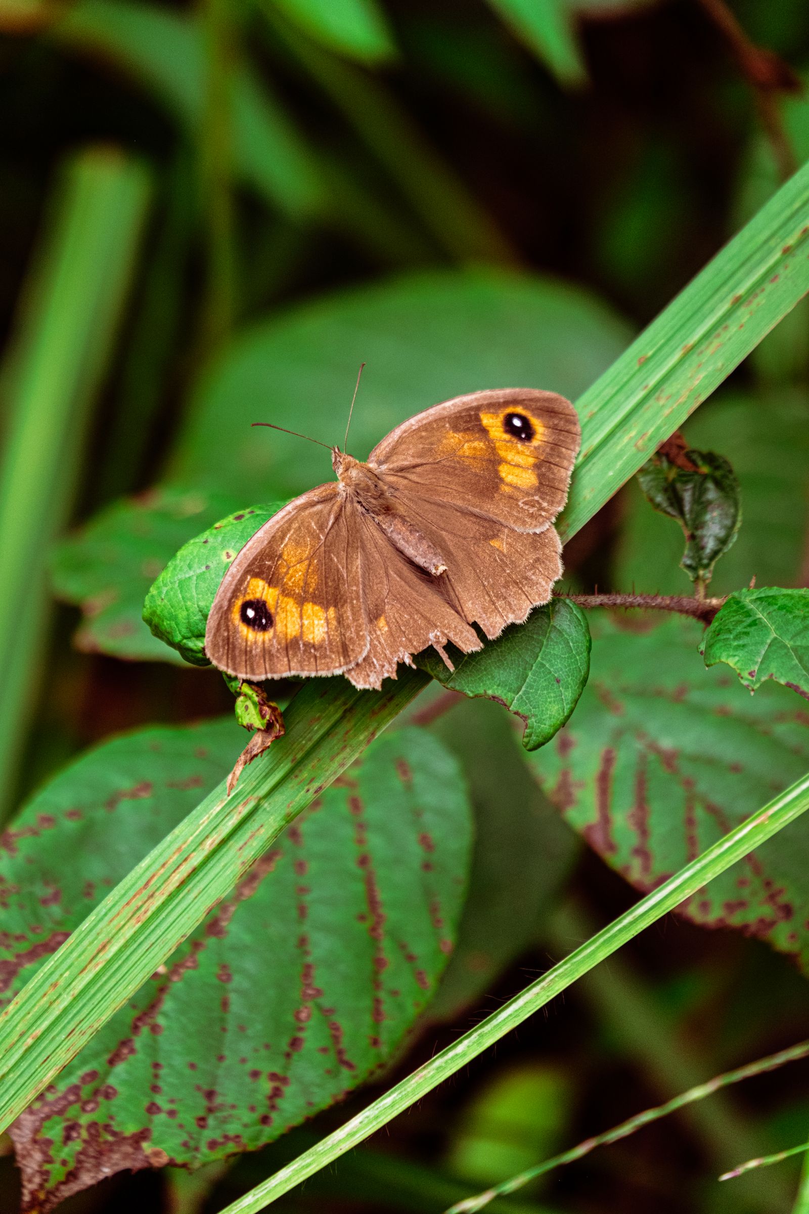 Brown And Orange Butterfly Free Stock Photo brown-and-orange-butterfly-free-stock-photo