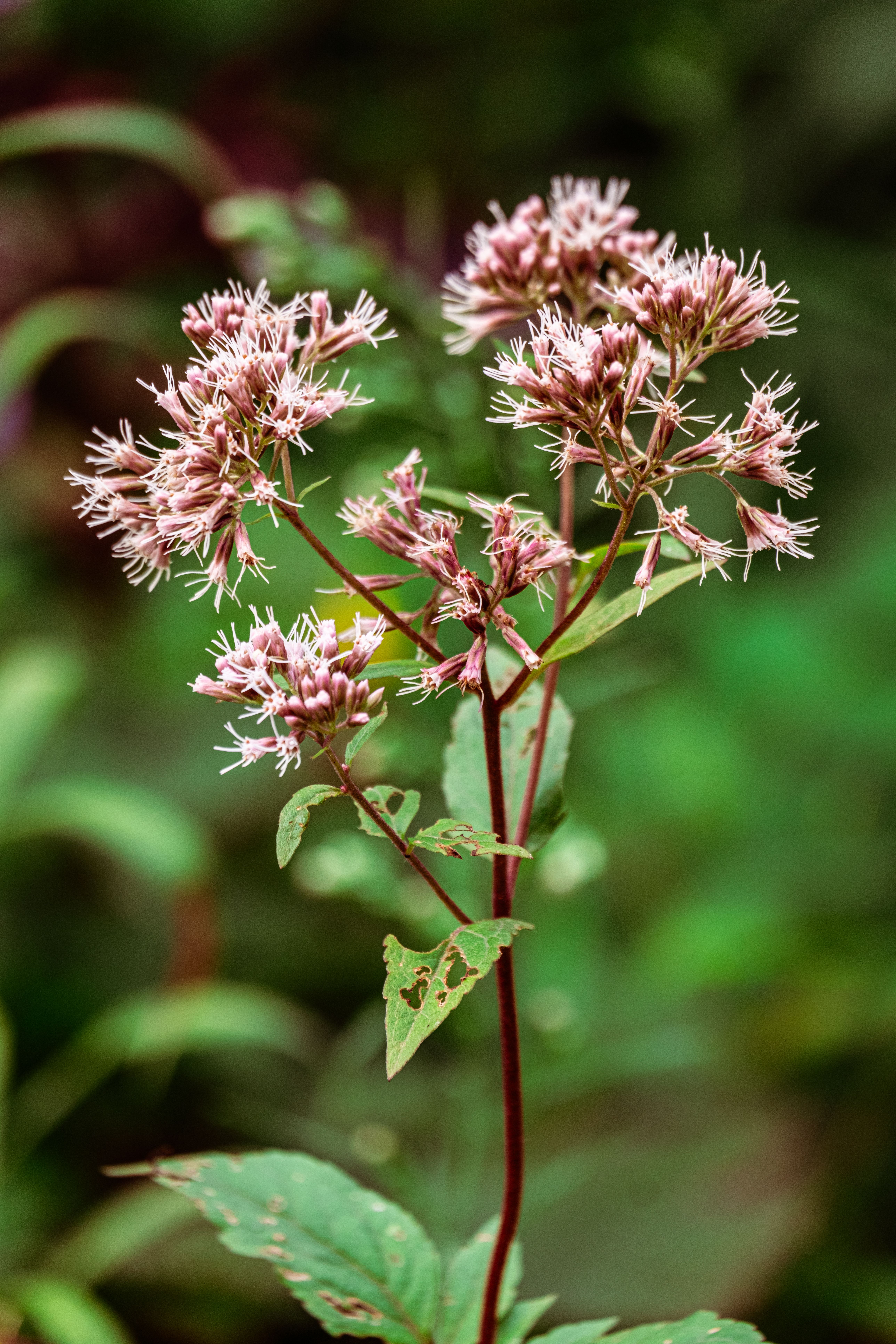A plant with small pink flowers in the middle of a green forest · Free ...