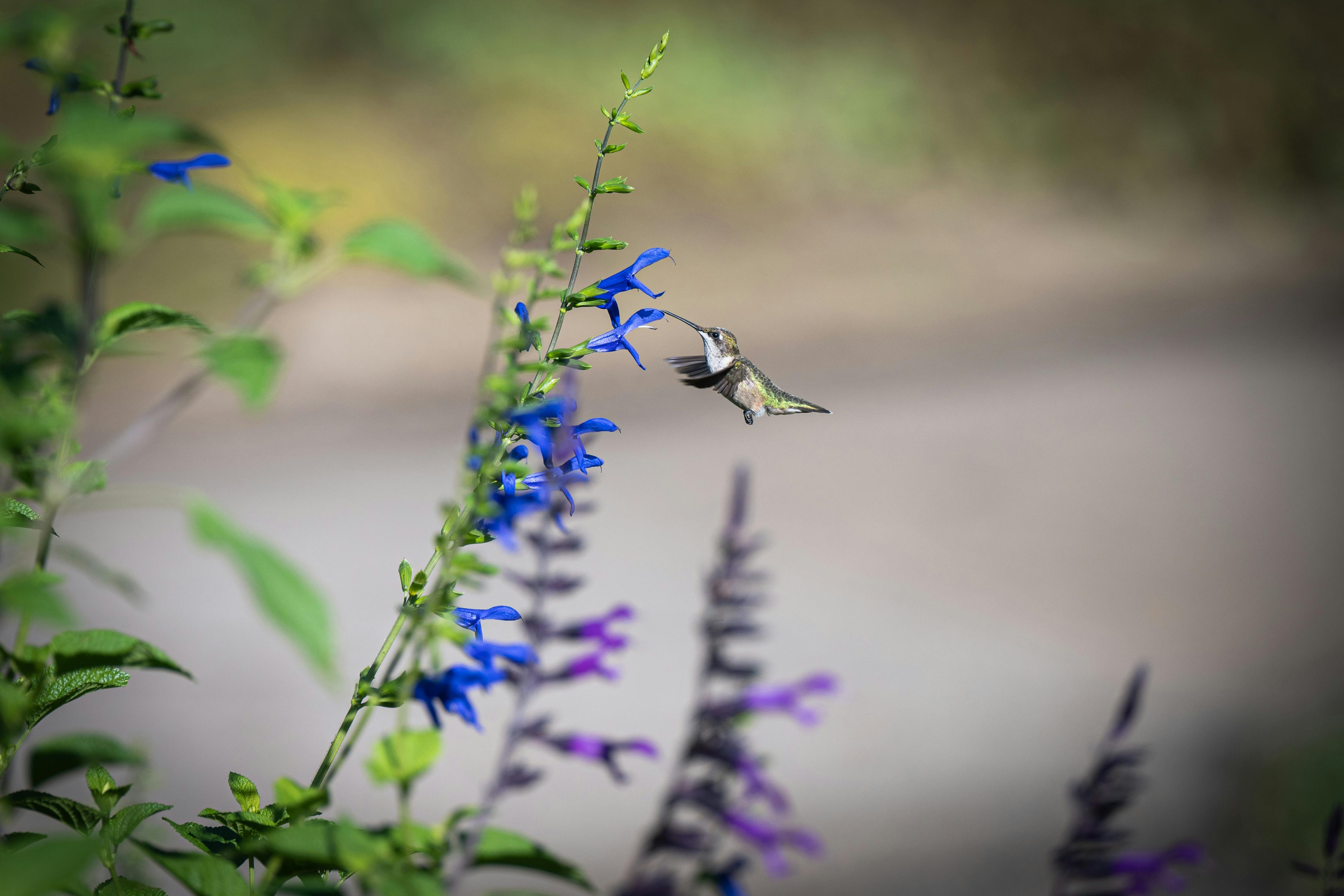 a hummingbird is flying over a flower