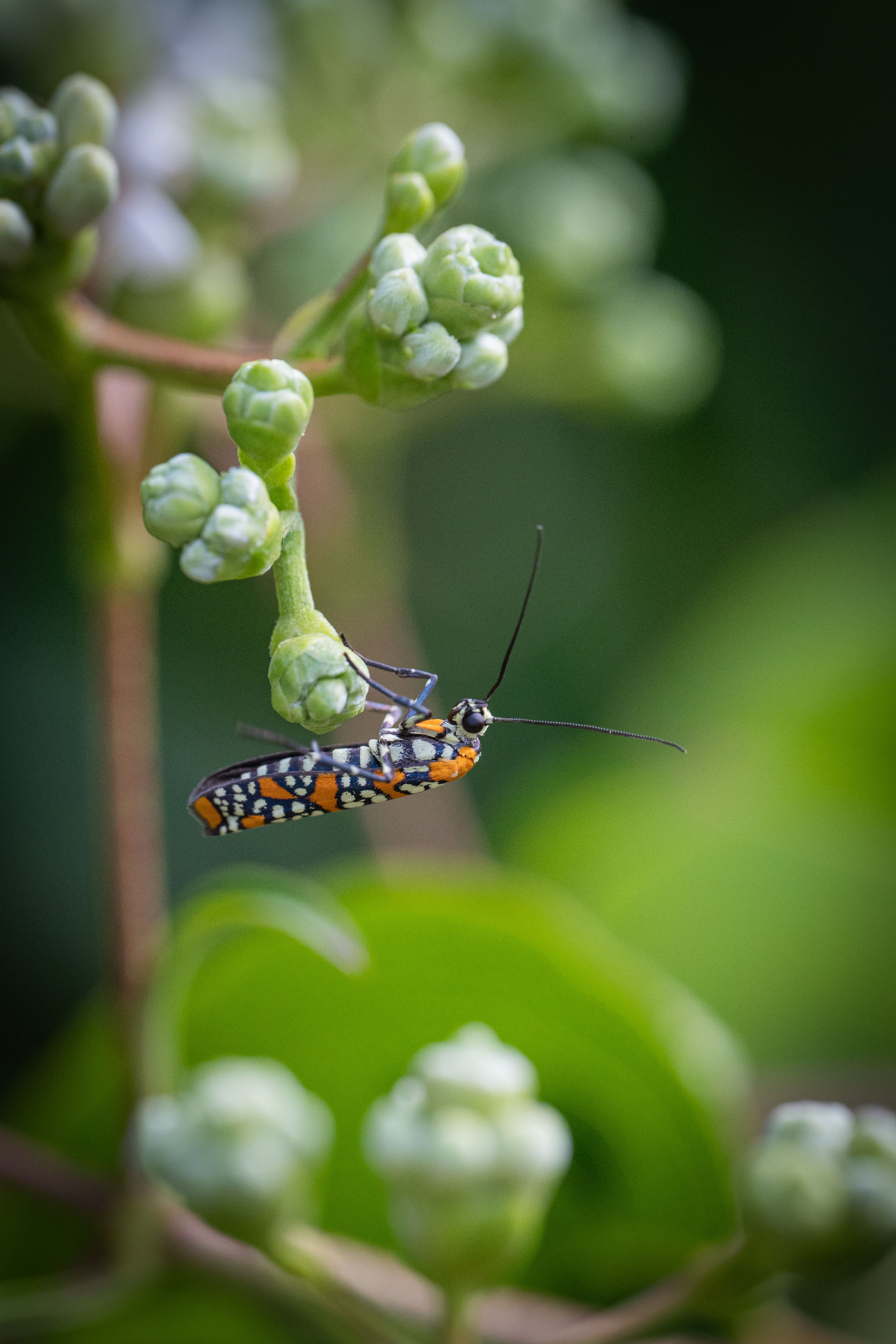 A small insect on a plant with green leaves · Free Stock Photo