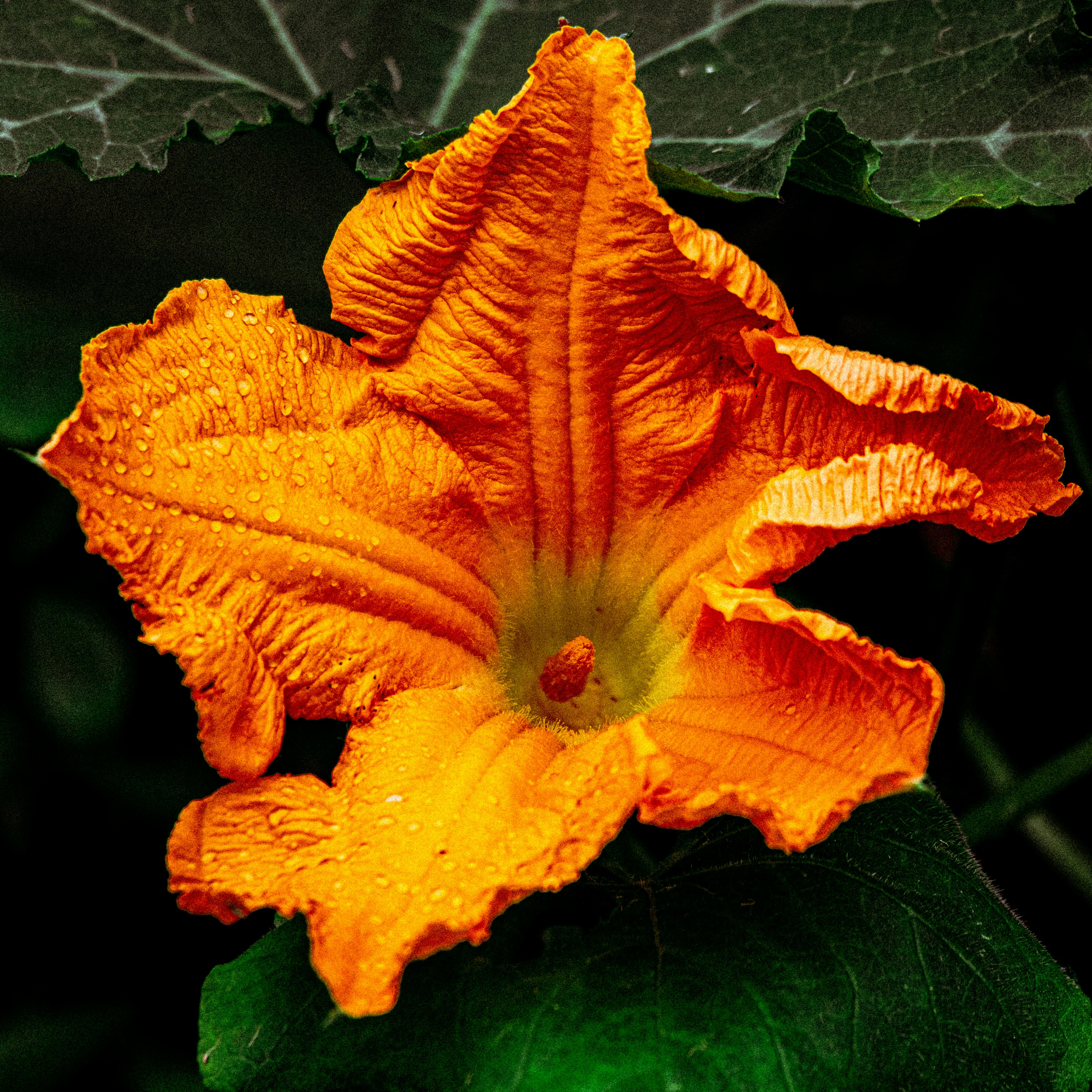 Squash Flower - Urban Goes Green Plant Guide