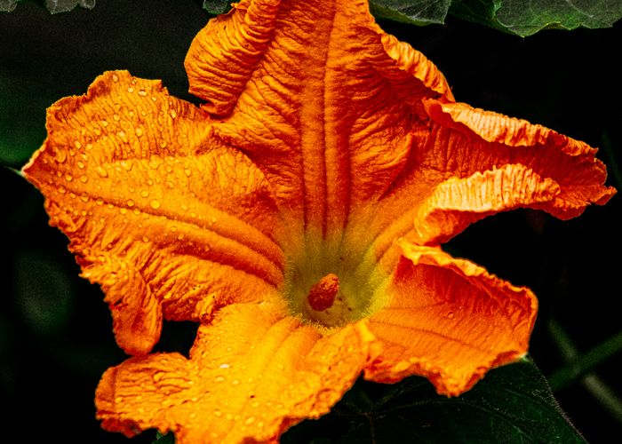 Squash Flower - Urban Goes Green Plant Guide