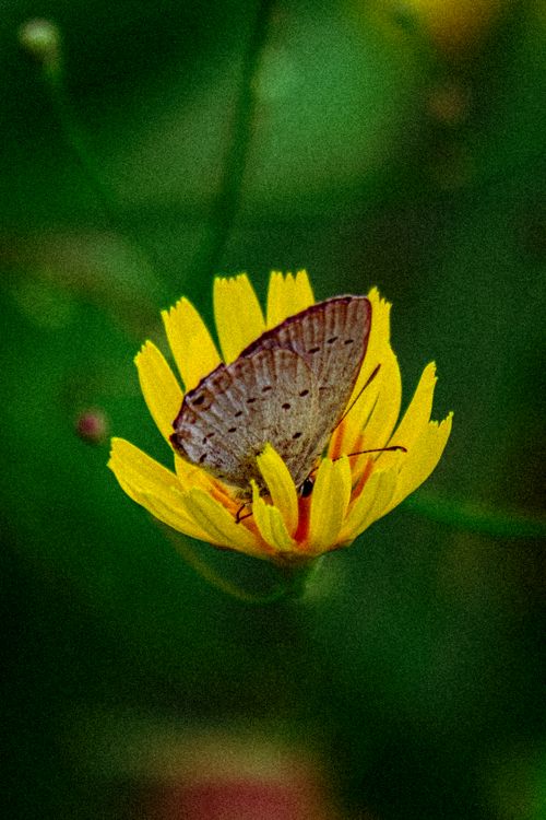 Free Macro shot of a butterfly on a yellow flower, highlighting nature's vivid colors and delicate beauty. Stock Photo