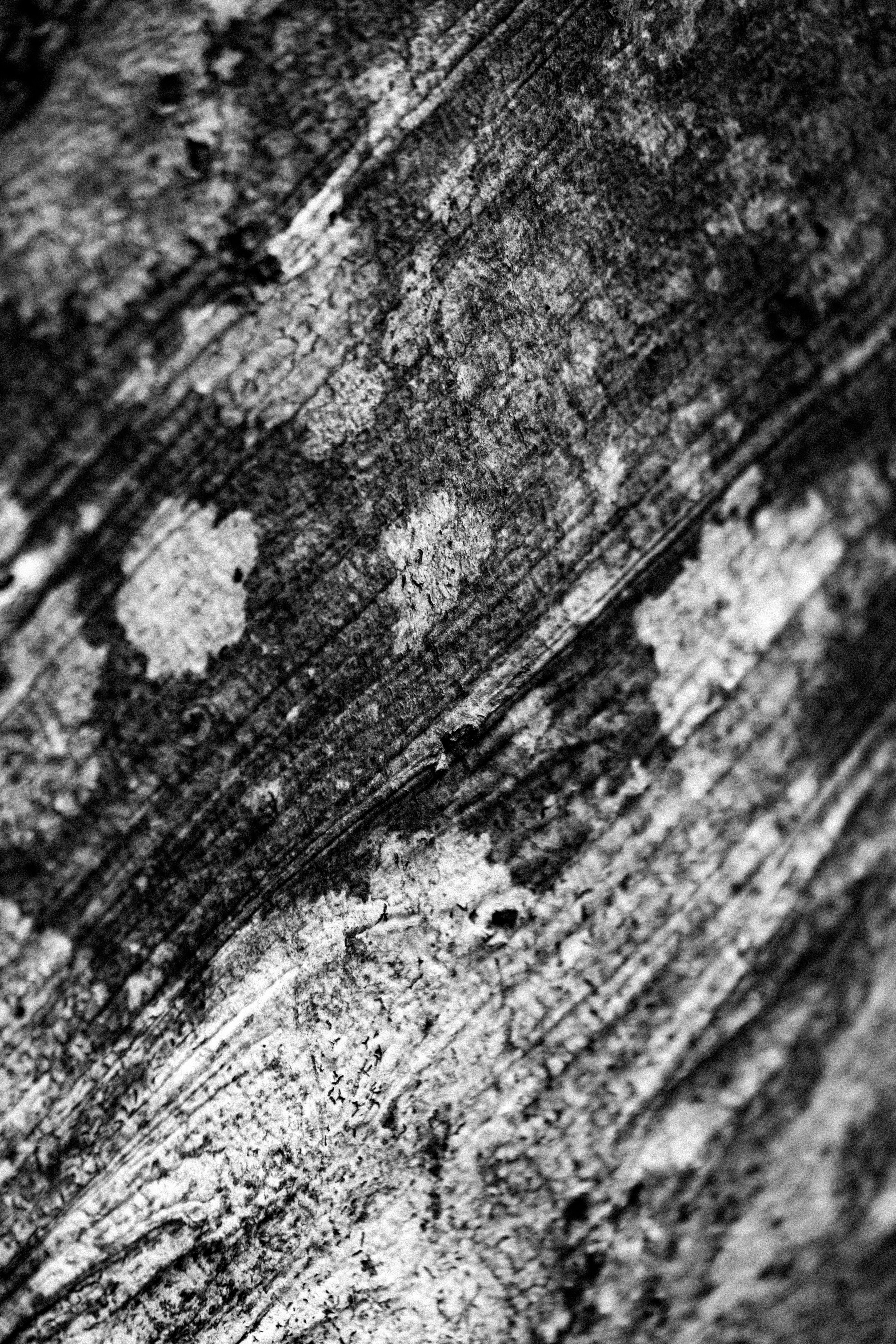 A black and white photo of a tree with moss · Free Stock Photo