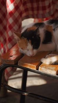 A calico cat peacefully sleeping on a sunlit wooden bench.