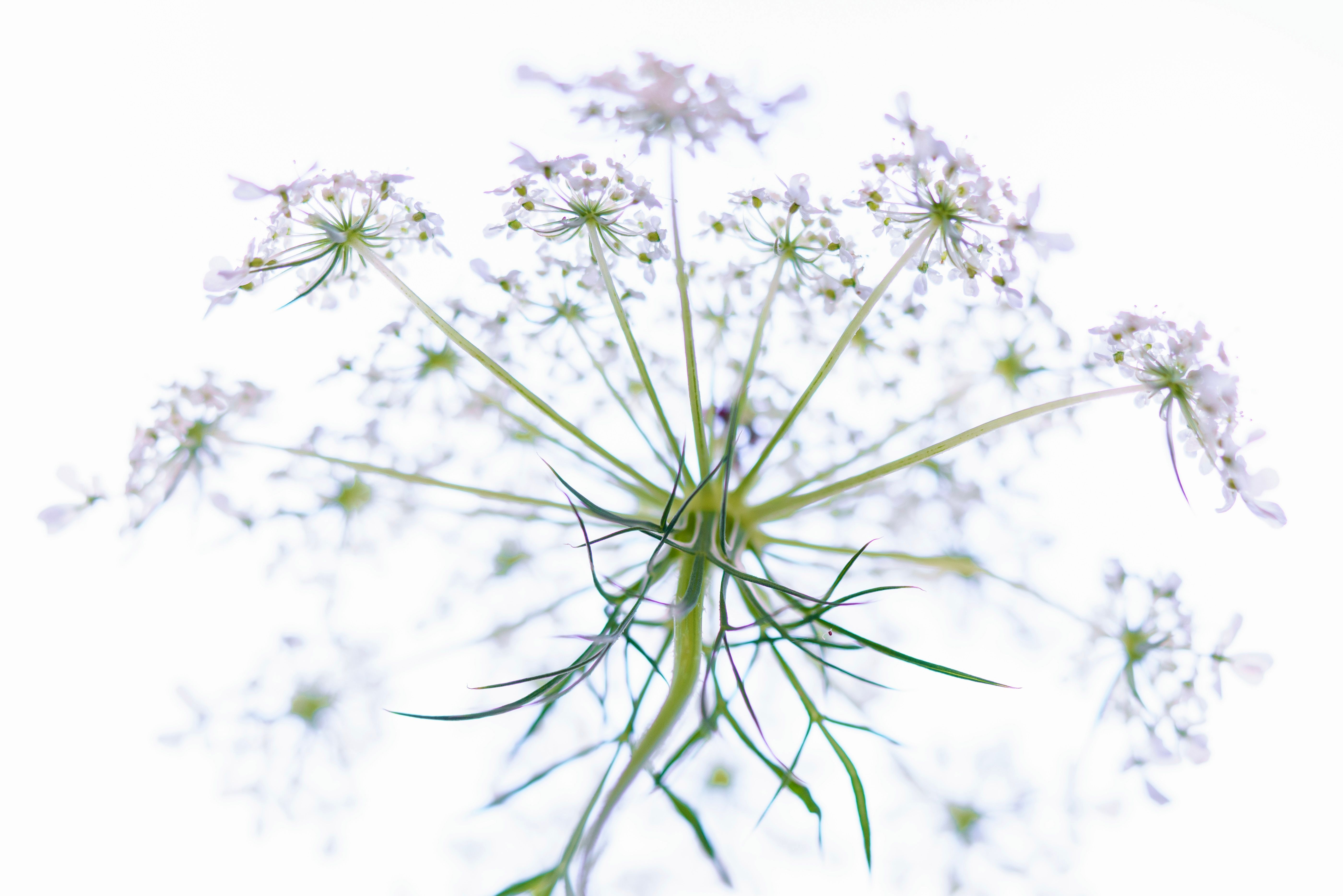 A close up of a flower with white flowers · Free Stock Photo
